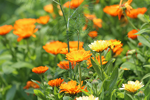 Bright orange daisy like calendula flower growing in profusion