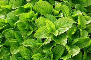 Dense bright green leaves