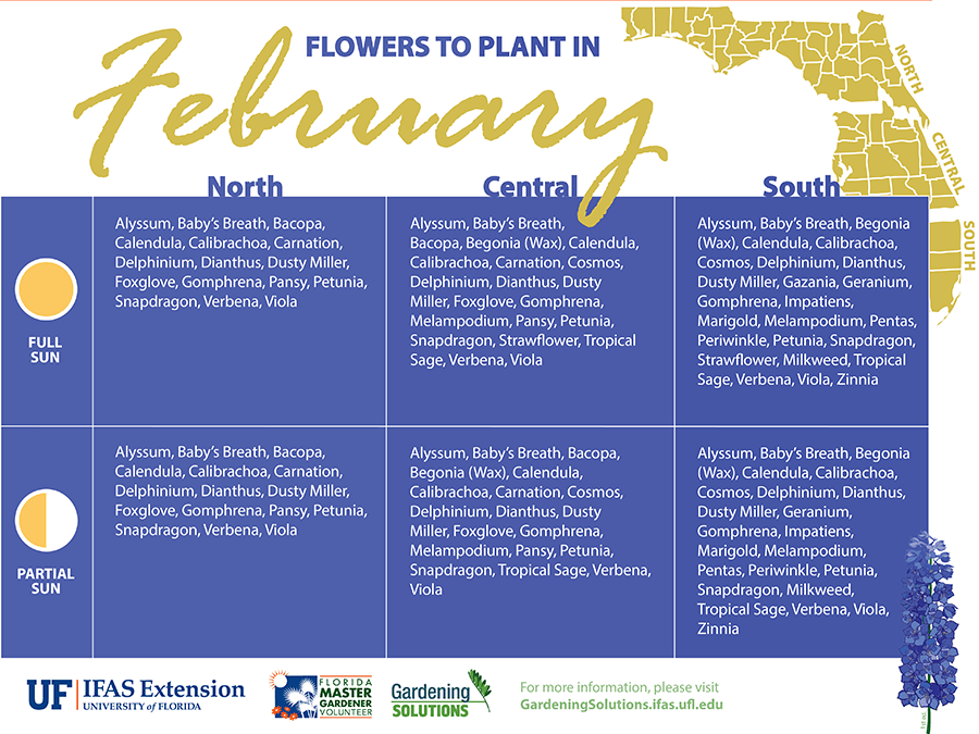 Flowers for February