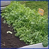A garden bed of green, unremarkable arugula