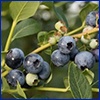 A branch of ripe blueberries.