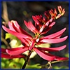 Tip of a coral bean flower is a spike of small red tubular flowers arranged like a pyramid with smaller flowers at the top