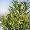 Green, tender sprigs of rosemary